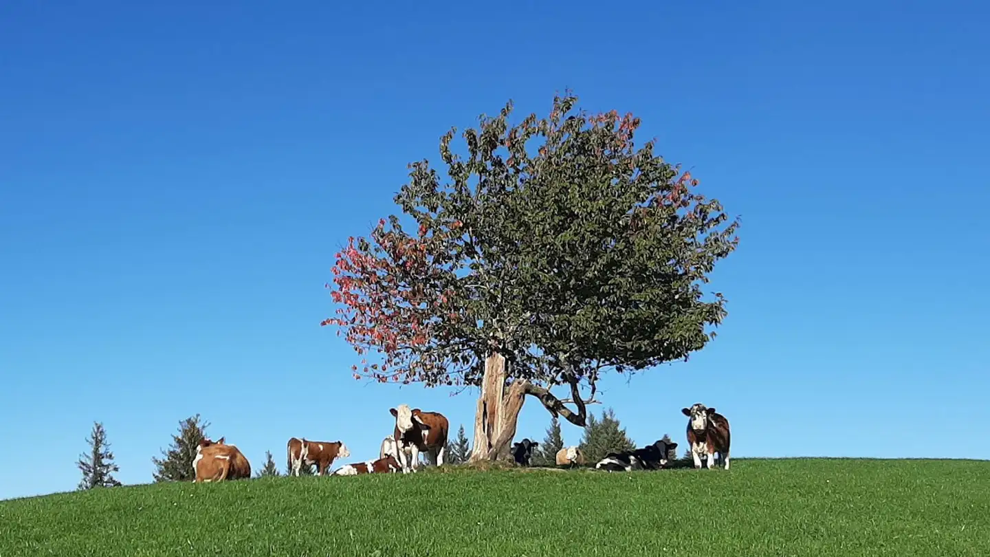 Bauernhof kaufen - 6300 Zugerberg
