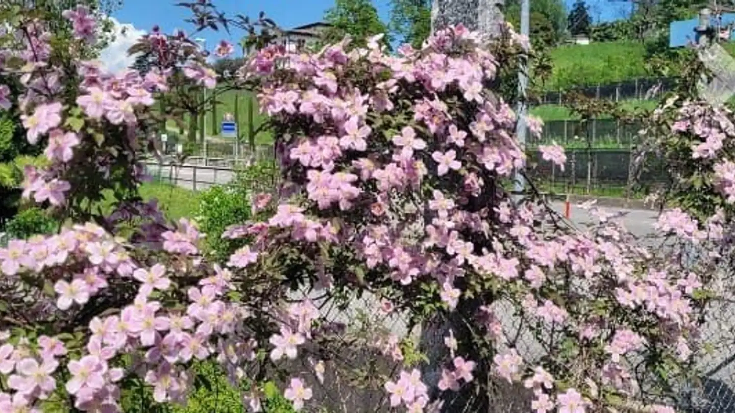 Wohnung mieten - 6877 Coldrerio - Foto 3