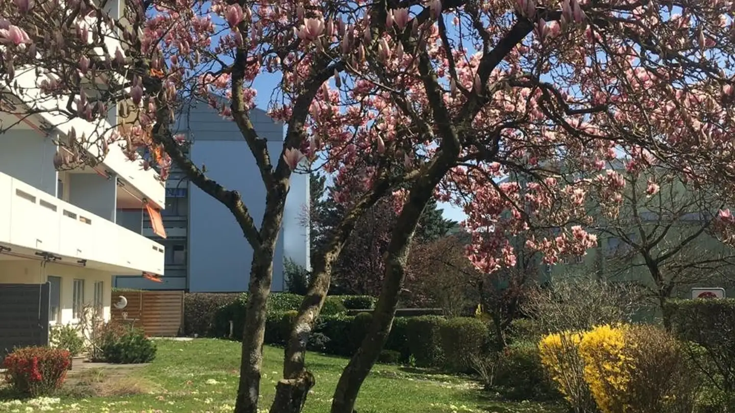 Appartement à louer - 8052 Zürich - Photo 2