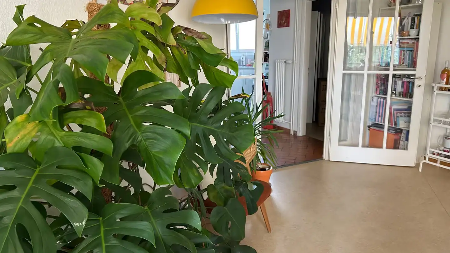 Chambre à louer - Hohlstrasse, 8048 Zürich - Photo 3