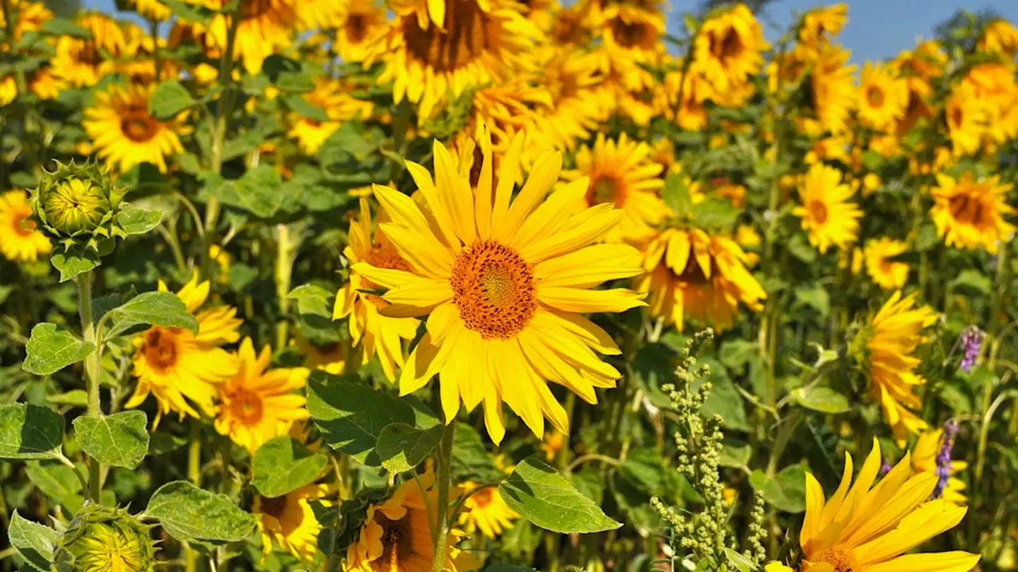 Apartment for sale - Alte Bettswilerstrasse 8a, 8344 Bäretswil