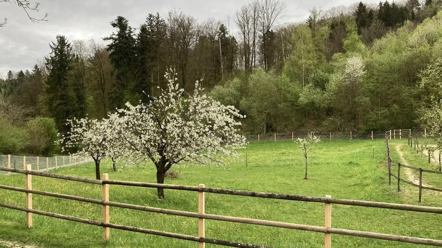 Einfamilienhaus kaufen - 4658 Däniken SO - Foto 3