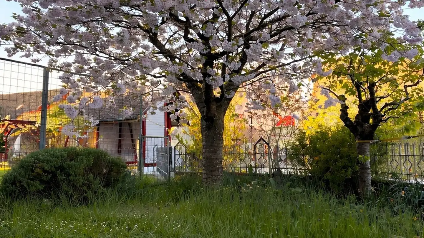 Stanza singola in affitto - 8447 Dachsen - Foto 2