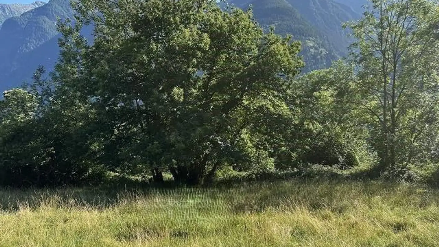 Constructible plot for sale - 6748 Anzonico - Photo 4