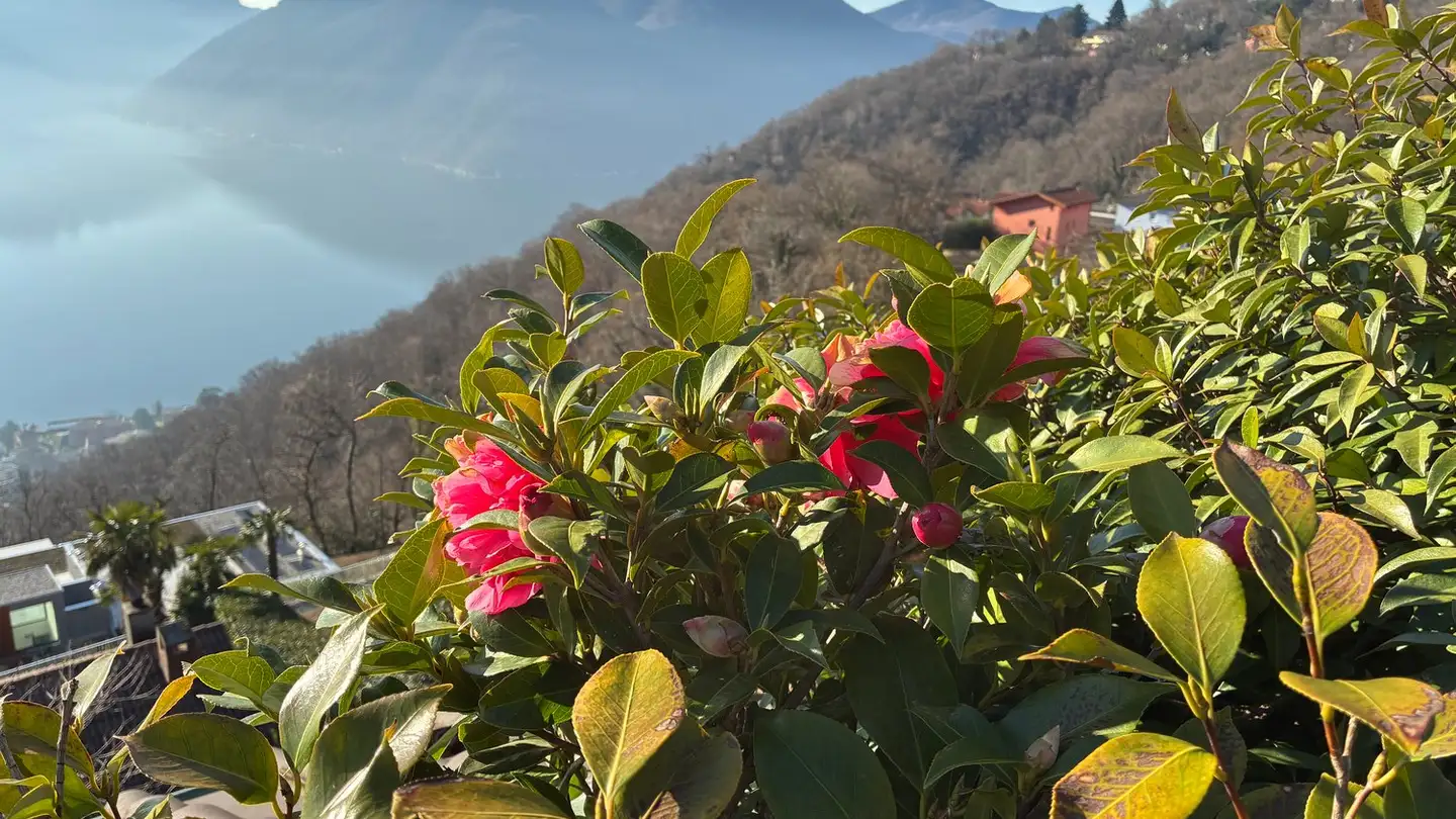 Maison individuelle à louer - Via Lugia 21, 6914 Carona