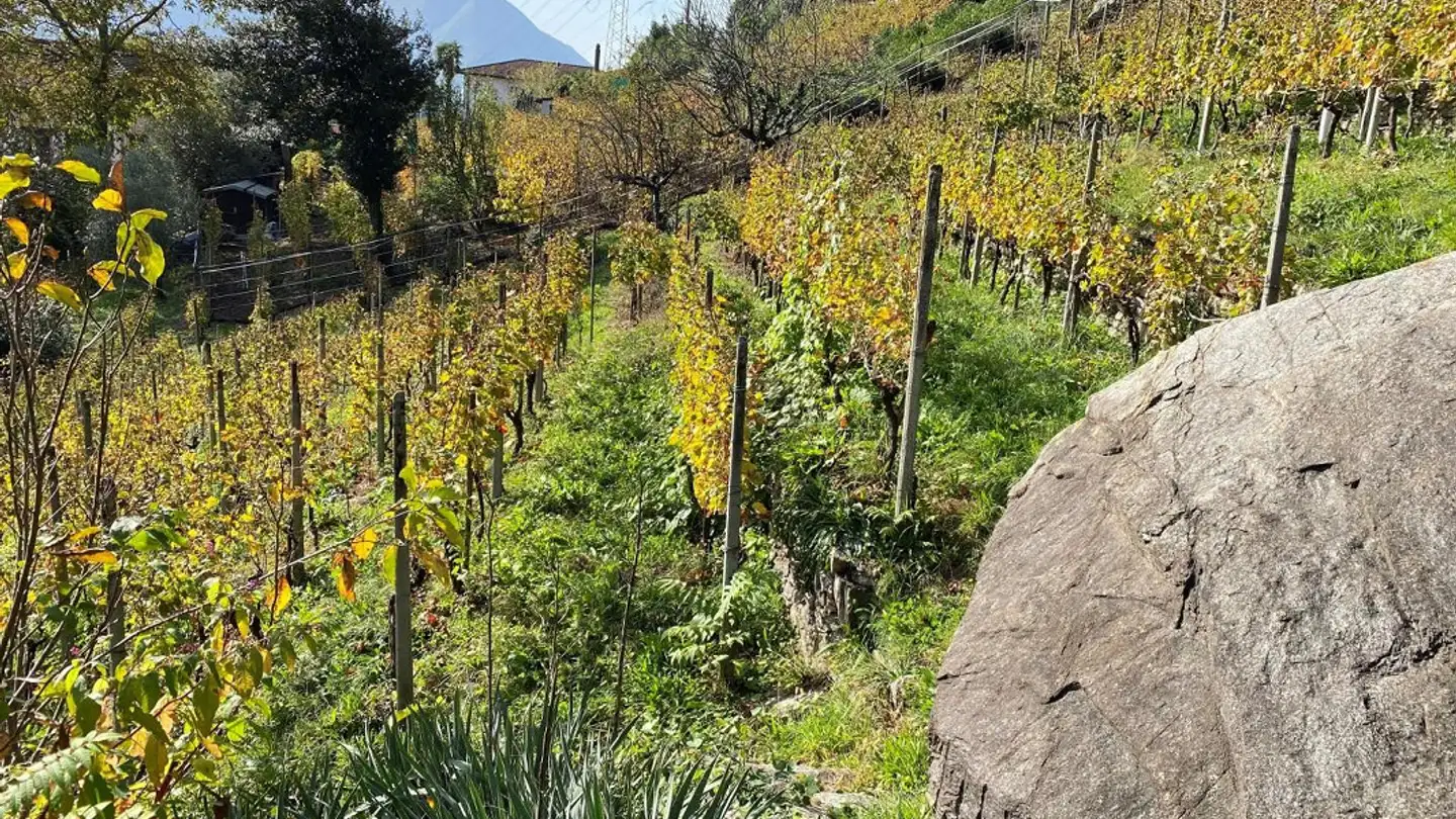 Azienda agricola in vendita - 6514 Sementina - Photo 2