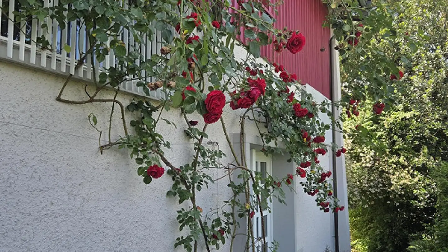 Single house for sale - Birkenweg 6, 4663 Aarburg - Photo 3