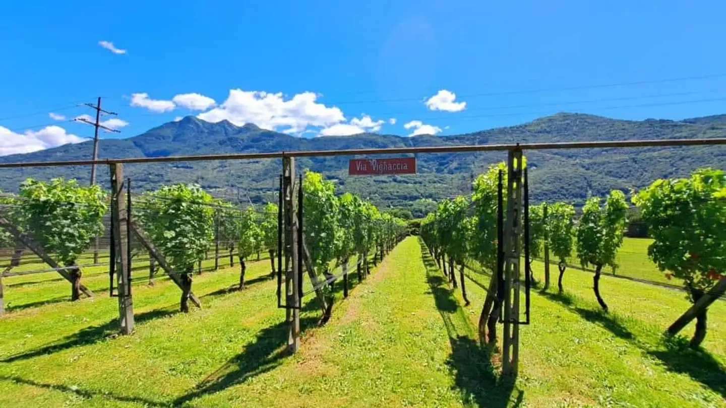 Casa singola in vendita - Strada Bosco D'albor 9, 6512 Giubiasco - Foto 4