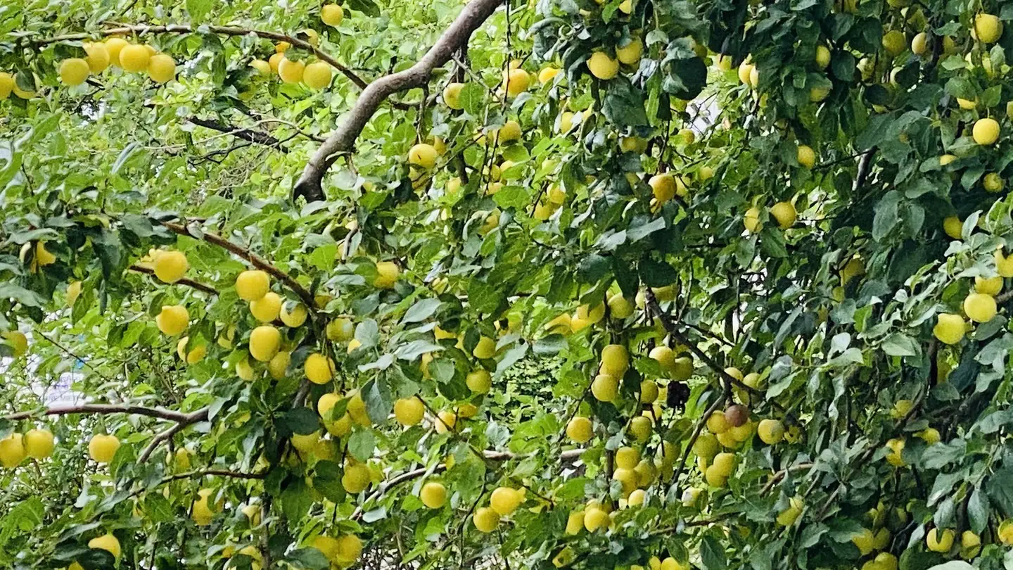Zimmer mieten - Langhagstrasse 24, 4600 Olten - Foto 3