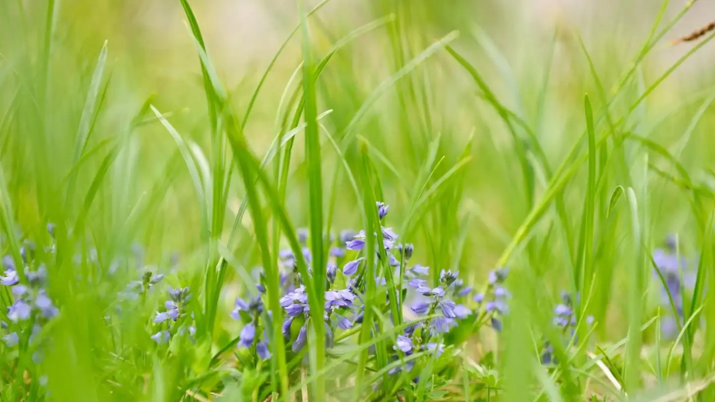 Constructible plot for sale - 1981 Vex