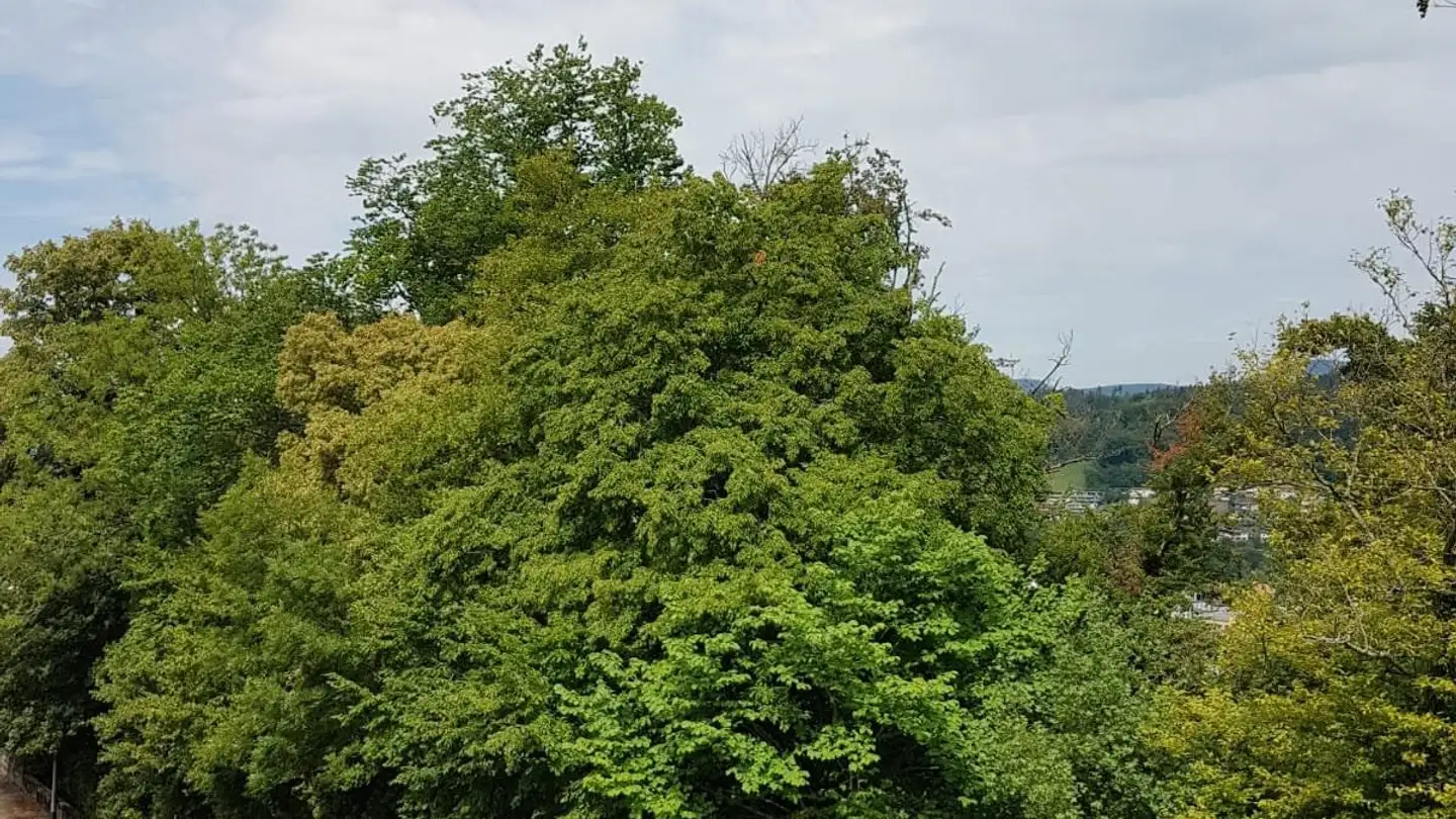 Wohnung mieten - Sonnhalde 12, 5012 Schönenwerd - Foto 2