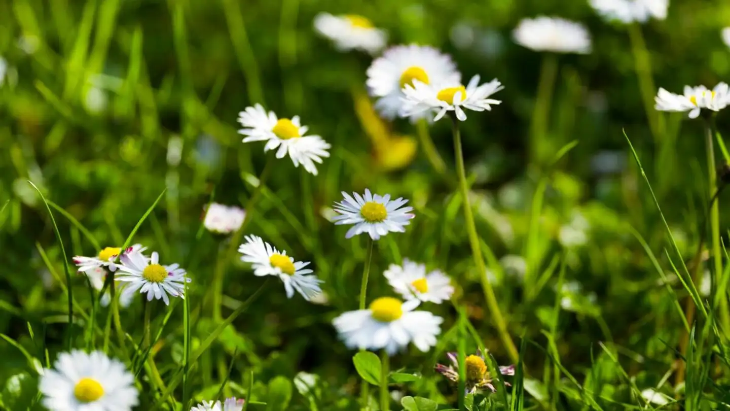 Maisonette mieten - 1295 Mies