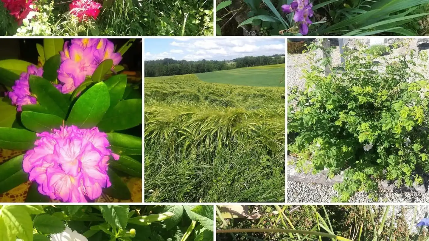 Casa singola in affitto - 1682 Lovatens - Photo 4