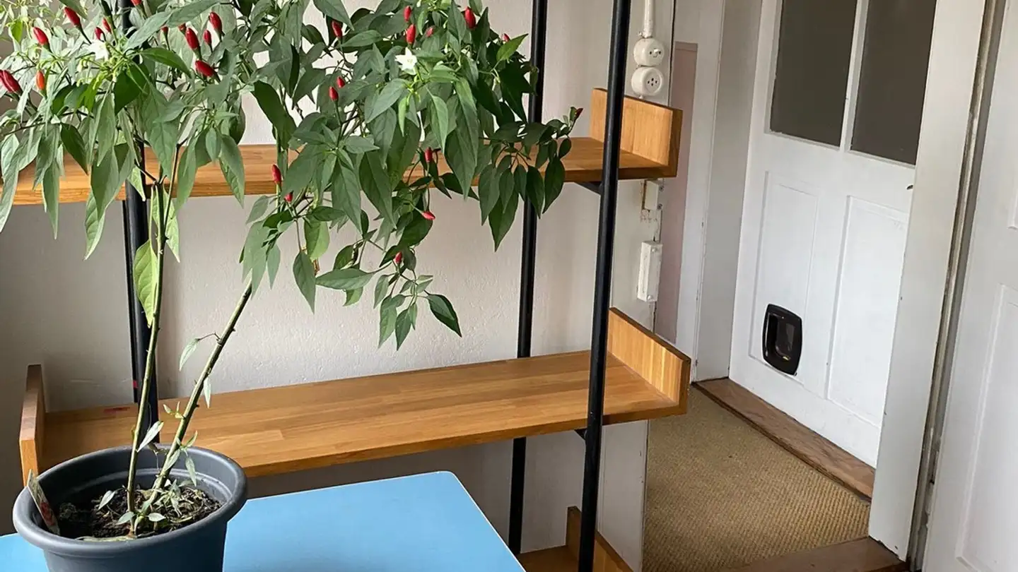 Stanza singola in affitto - Brühlbergstrasse 18, 8400 Winterthur - Photo 4