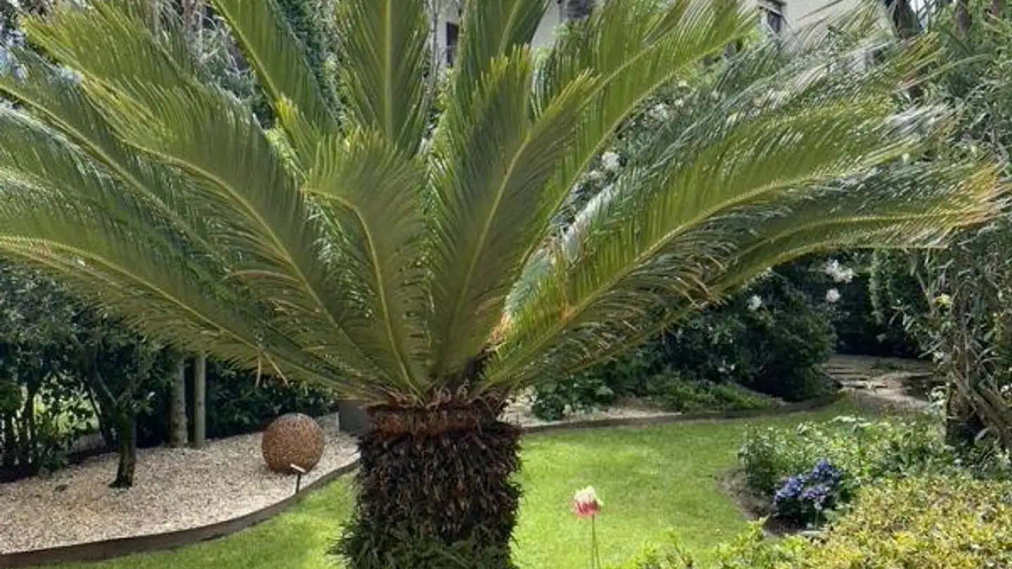 Appartamento in vendita - Via Vorame, 6612 Ascona - Photo 4