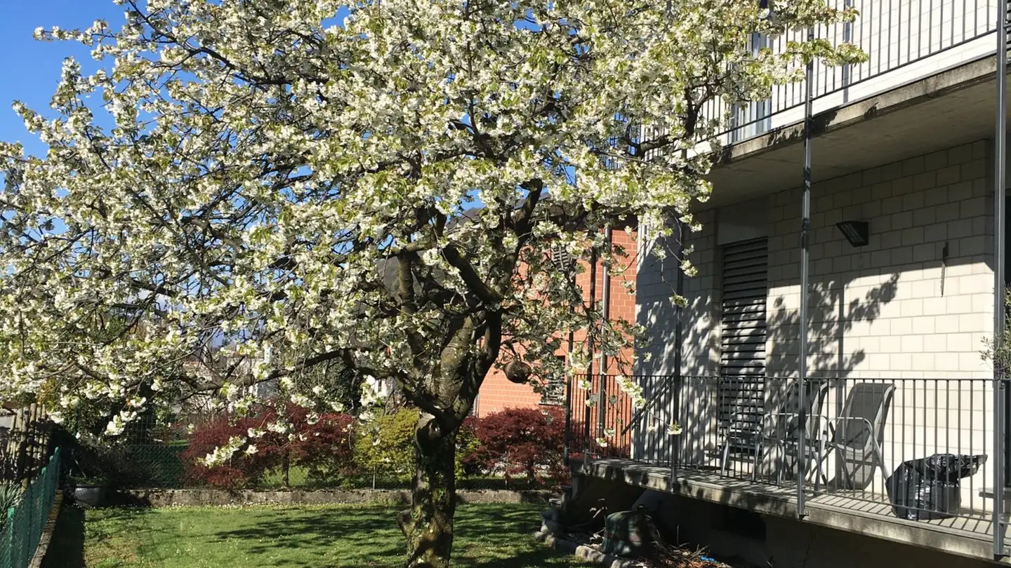 Wohnung mieten - Via Alla Roggia 11, 6514 Sementina