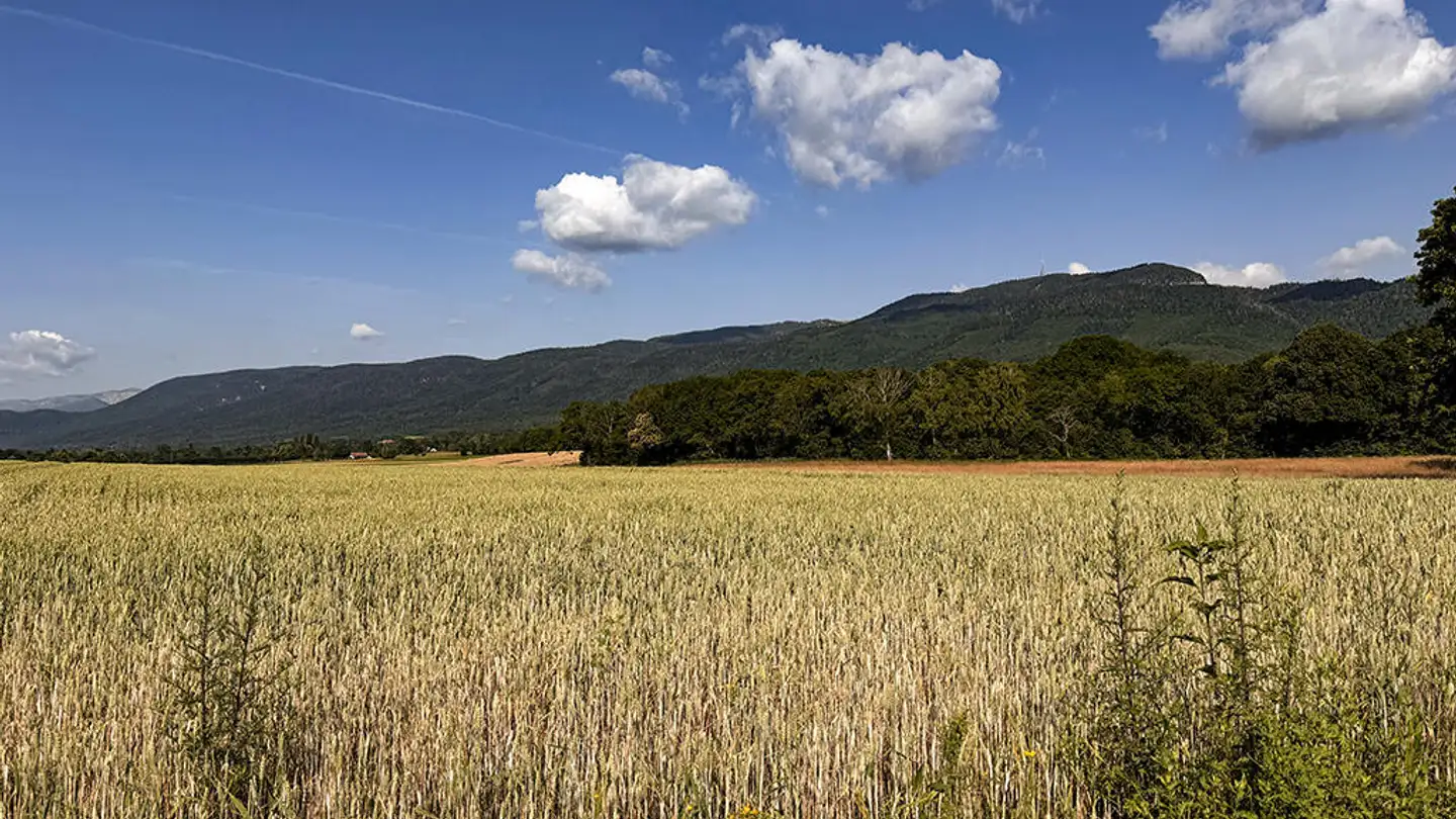 Einfamilienhaus kaufen - 1270 Trélex - Foto 3