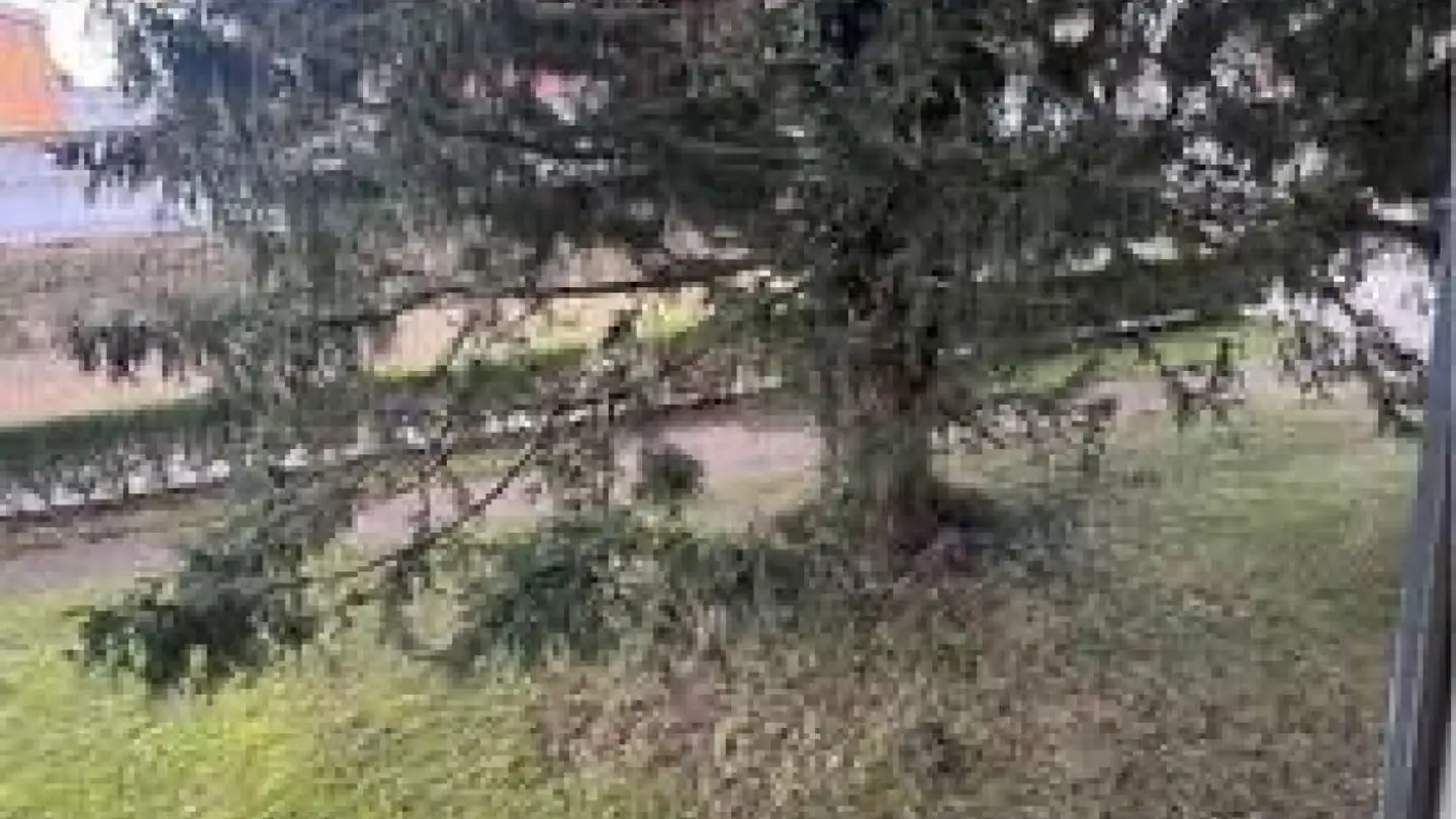 Wohnung mieten - Reuttistrasse, 9500 Wil SG