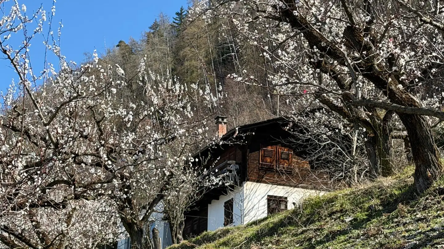 Chalet kaufen - 1907 Saxon