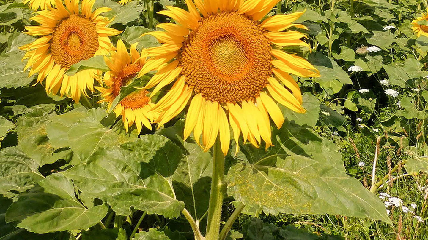 Doppelhaushälfte kaufen - 8102 Oberengstringen - Foto 2