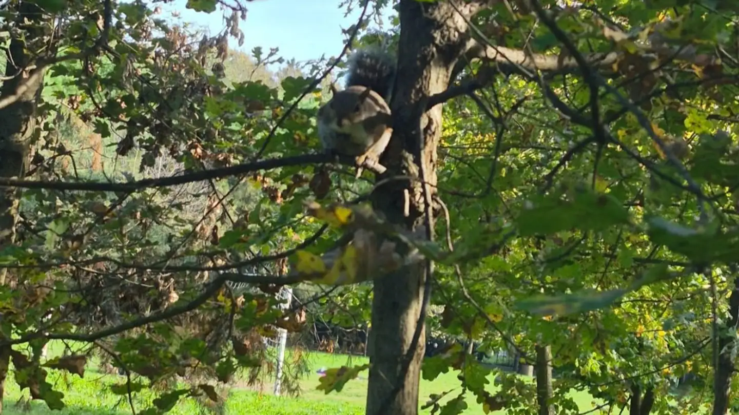 Apartment for rent - 6500 Bellinzona