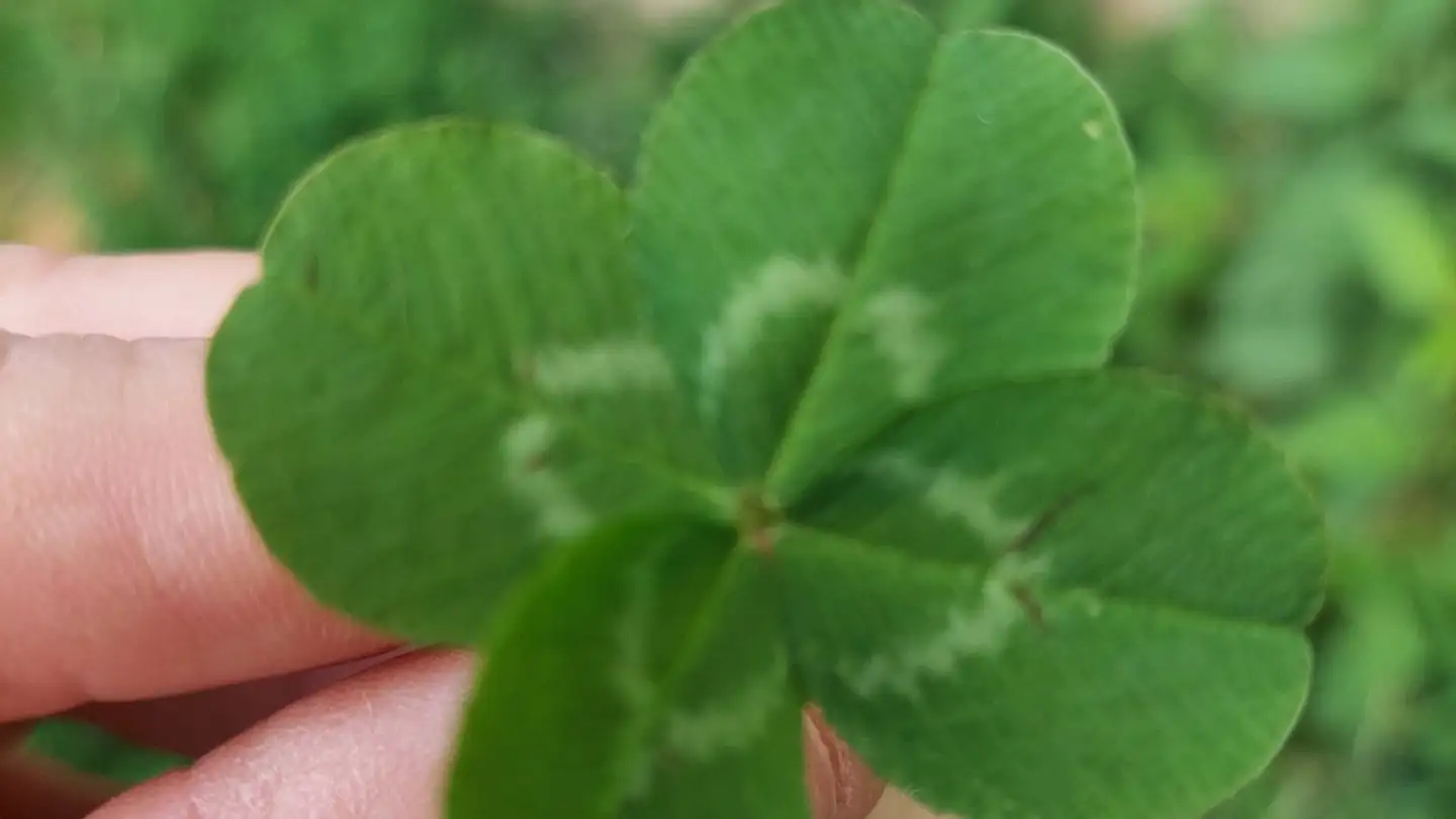 Apartment for rent - Via Pasquée 2, 6965 Cadro