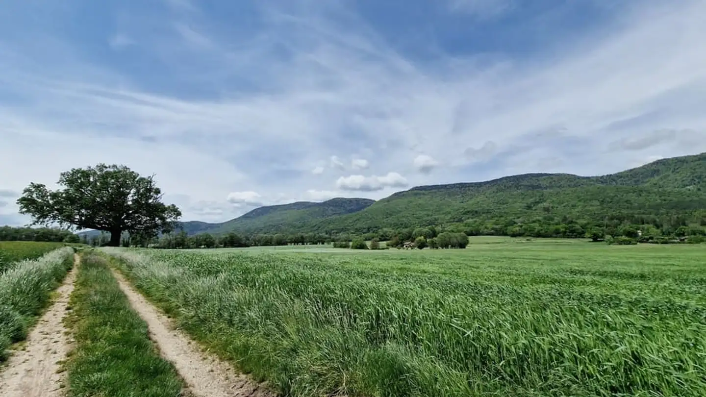 Maison individuelle à vendre - 1275 Chéserex