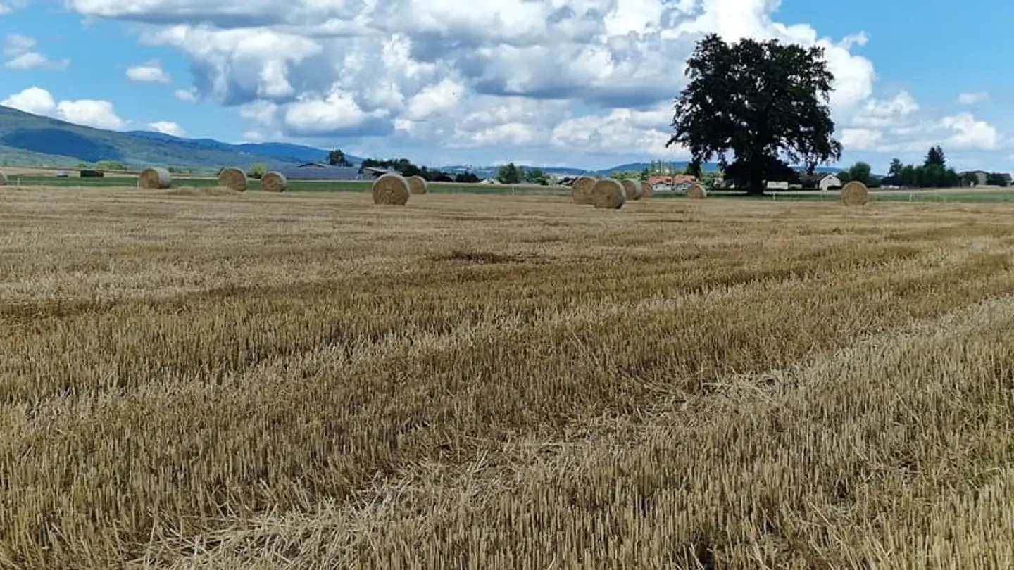 Maison individuelle à vendre - 1275 Chéserex - Photo 2