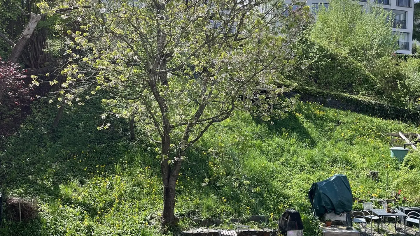 Stanza singola in affitto - 8810 Horgen - Foto 4