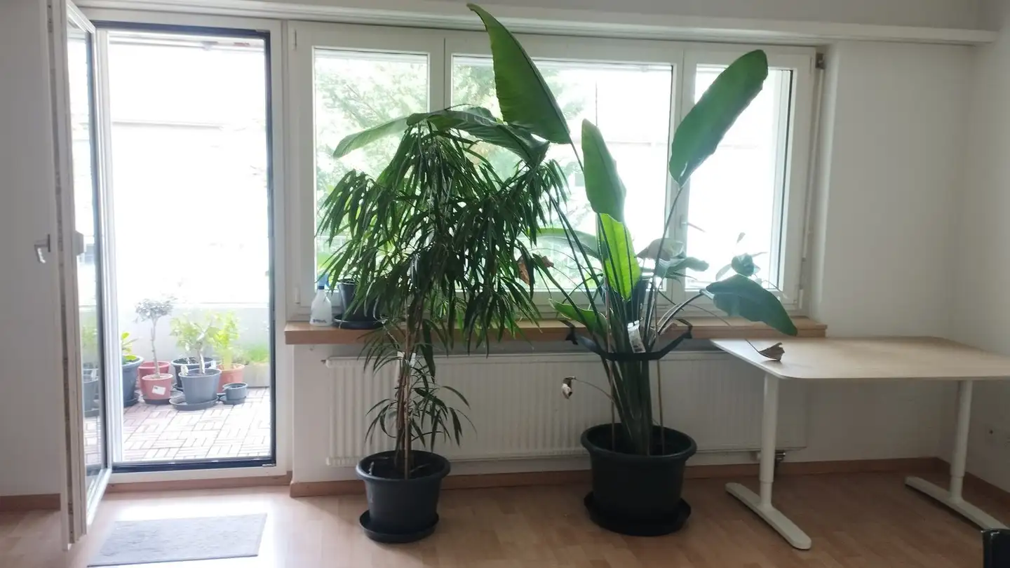 Stanza singola in affitto - 8600 Dübendorf