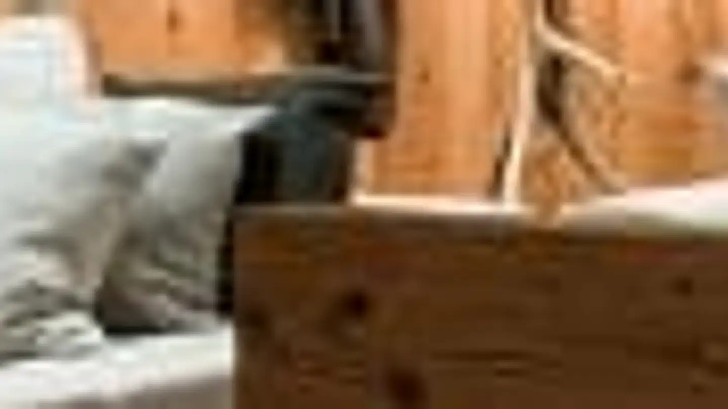 Appartamento in affitto - Via Tinus 52, 7500 St. Moritz - Photo 3