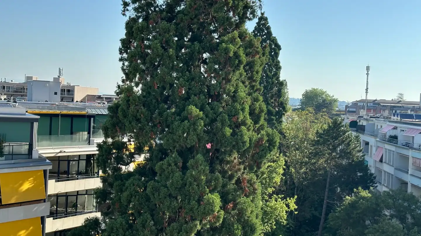 Appartamento in affitto - Avenue Calas 14, 1206 Genève