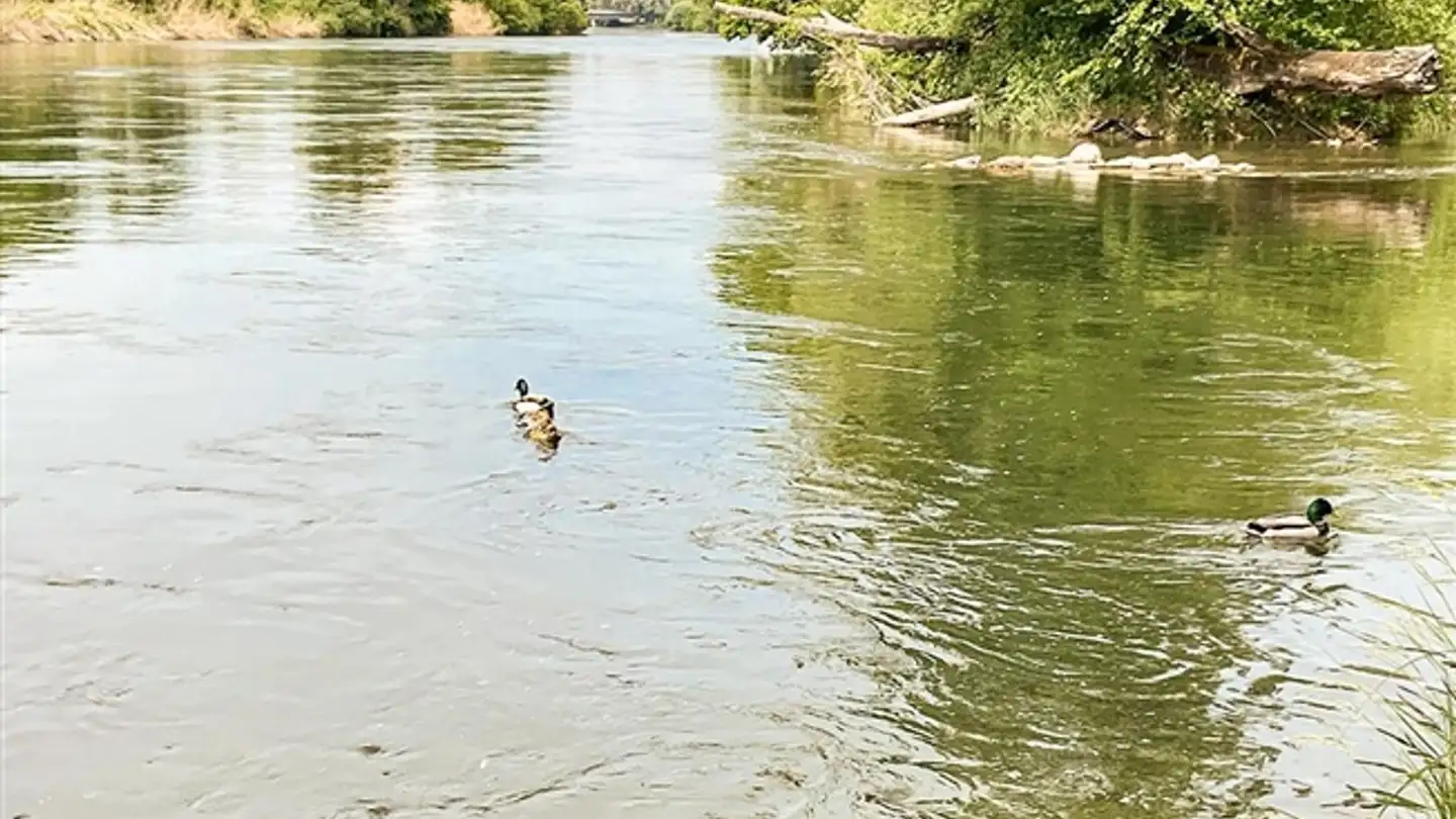 Appartamento a gradini in vendita - 8955 Oetwil an der Limmat - Photo 2