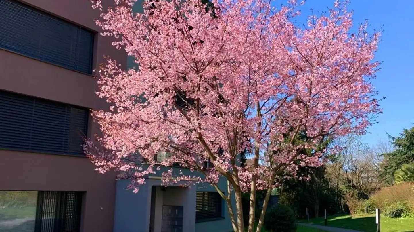 Wohnung mieten - Dahlienstrasse 19, 8103 Unterengstringen - Foto 2
