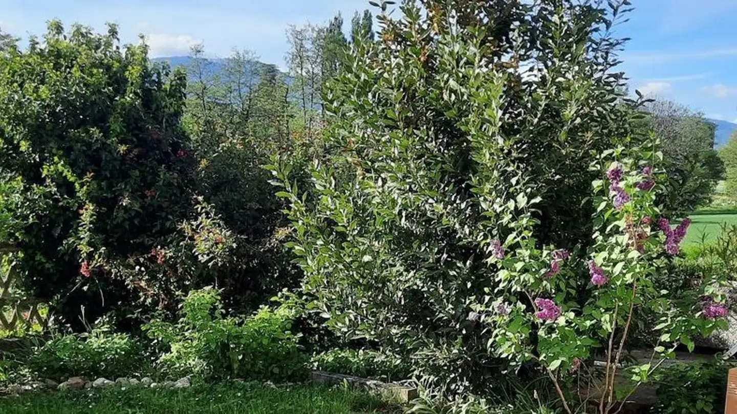 Appartamento in affitto - Chemin Du Molard 9, 1297 Founex