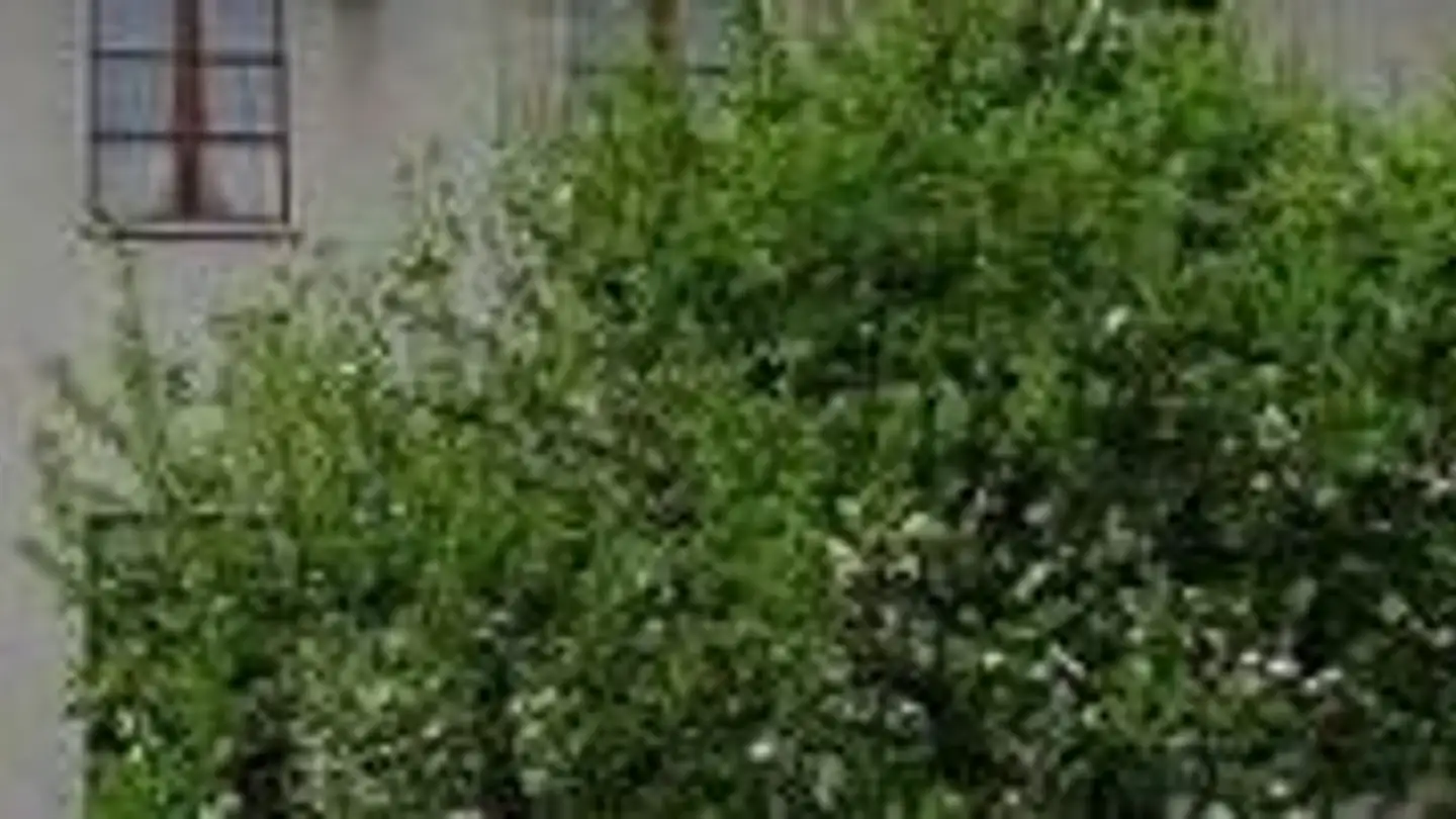 Edificio ad uso misto in vendita - Romanshornerstrasse 91, 9300 Wittenbach - Foto 2