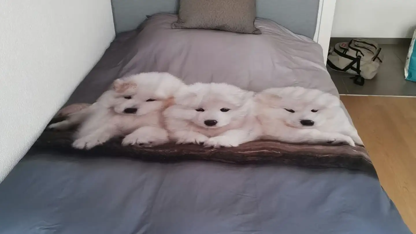 Single room for rent - Chemin Des Fauvettes 18, 1260 Nyon - Photo 4