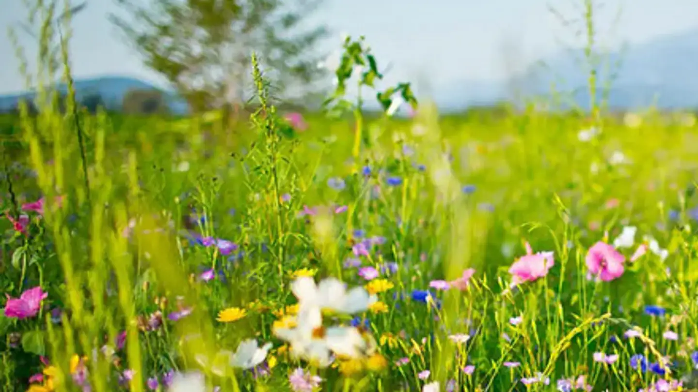 Fattoria in vendita - 3154 Rüschegg Heubach