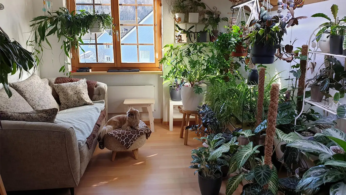 Attico in affitto - Kirchgasse 14, 9470 Buchs SG - Photo 2