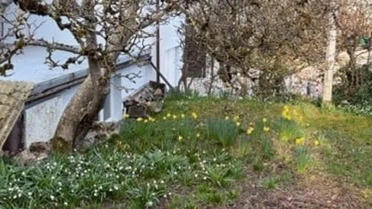 Single house for rent - Mühlemattstrasse 8, 5015 Erlinsbach SO - Photo 3