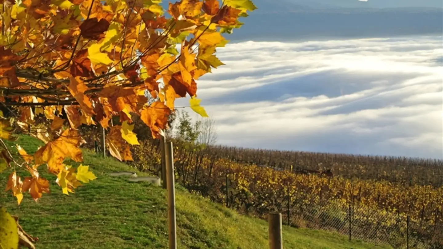 Maison individuelle à vendre - 1000 Lausanne 25 - Photo 2