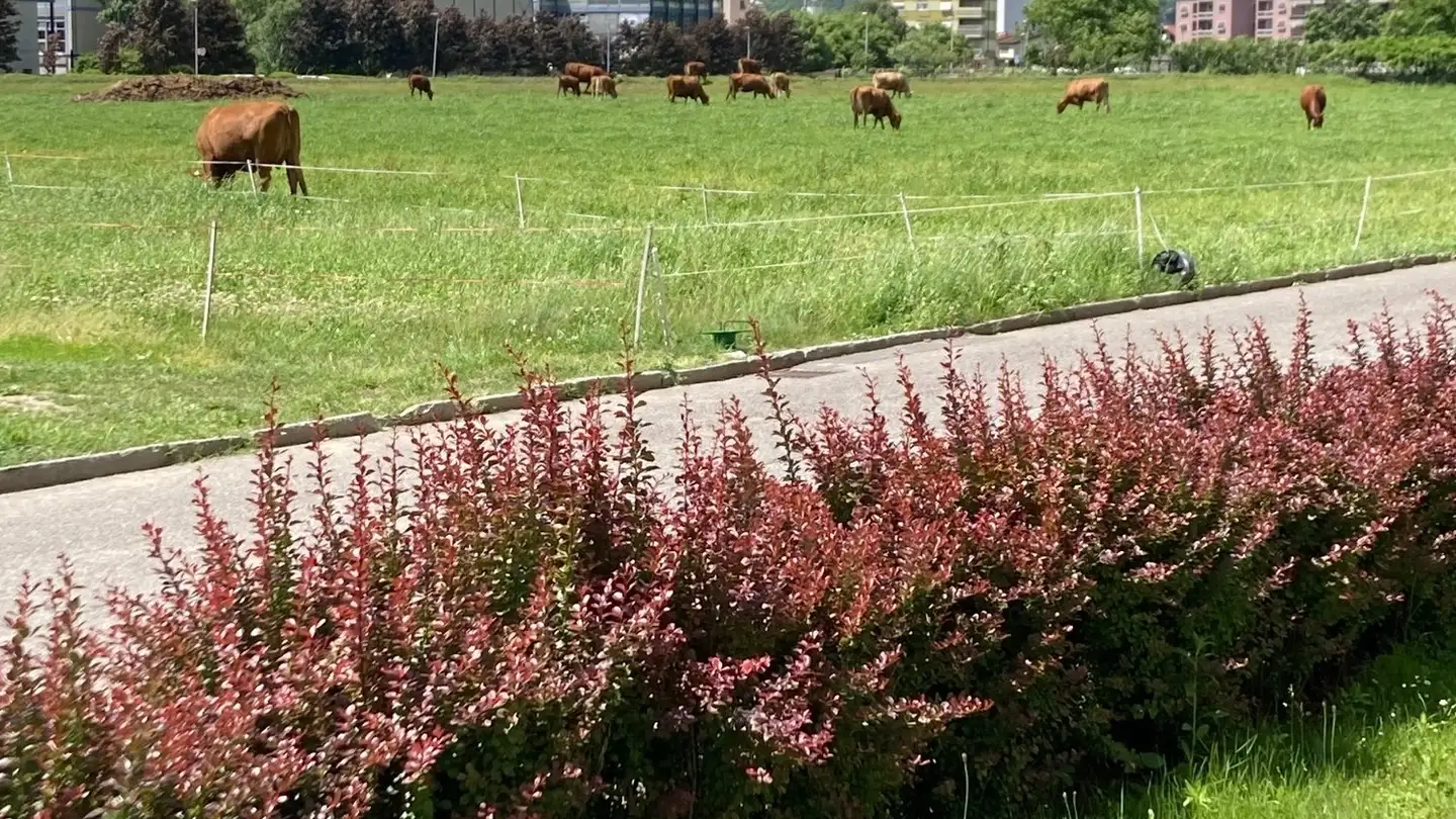 Appartamento in affitto - Via Quinta 59, 6710 Biasca