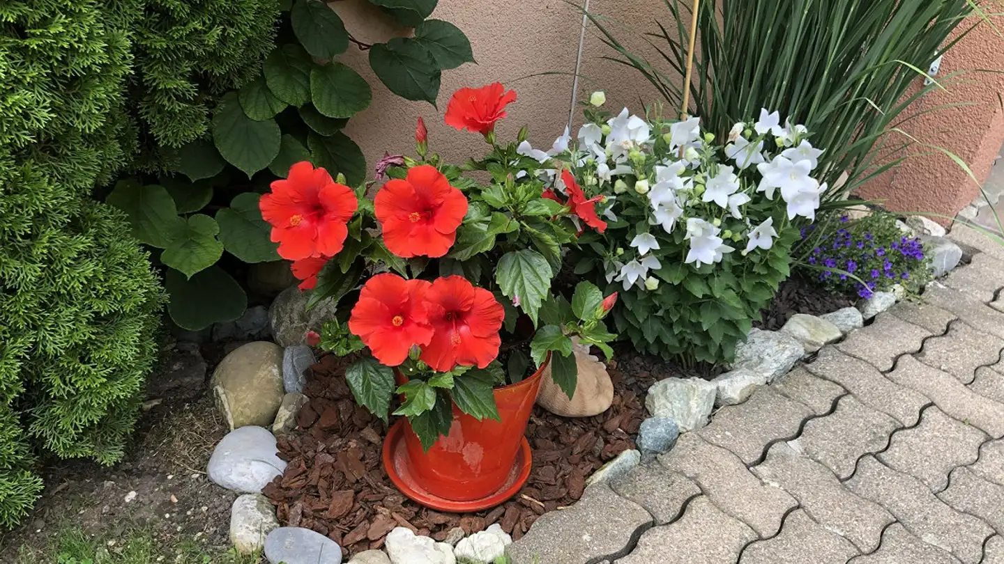 Maison en terrasse à louer - Dachseggstrasse 23b, 8630 Rüti ZH - Photo 3