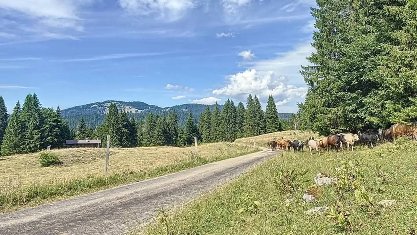 Maison individuelle à vendre - 1264 St-Cergue - Photo 4