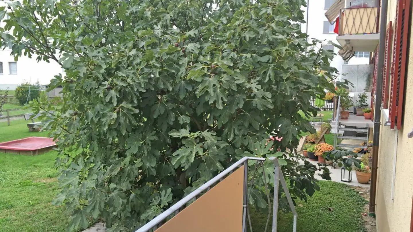 Appartamento in affitto - Schützenstrasse, 9320 Arbon - Photo 2