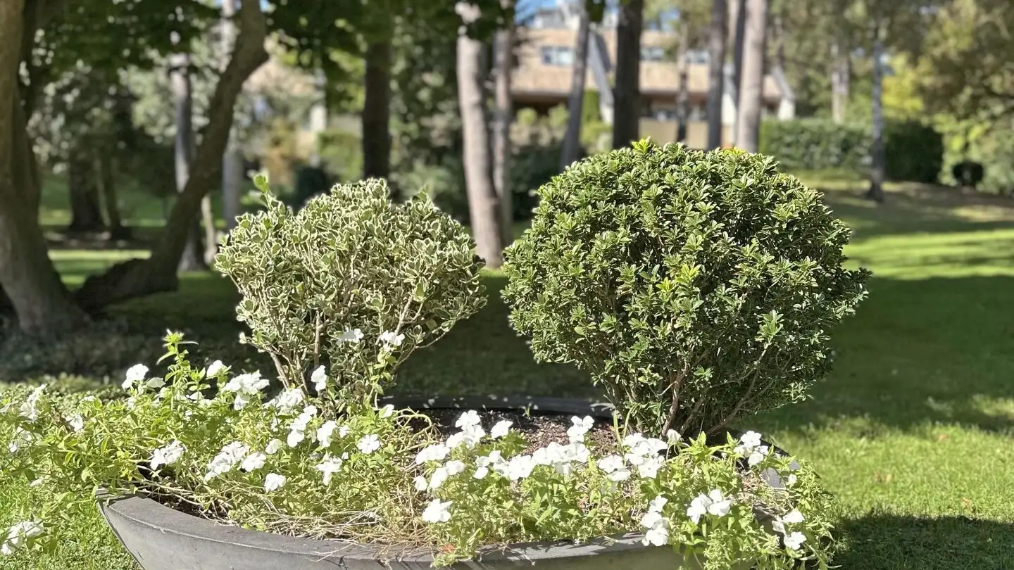 Appartamento in vendita - Chemin Jean- Achard 5, 1231 Conches - Foto 2