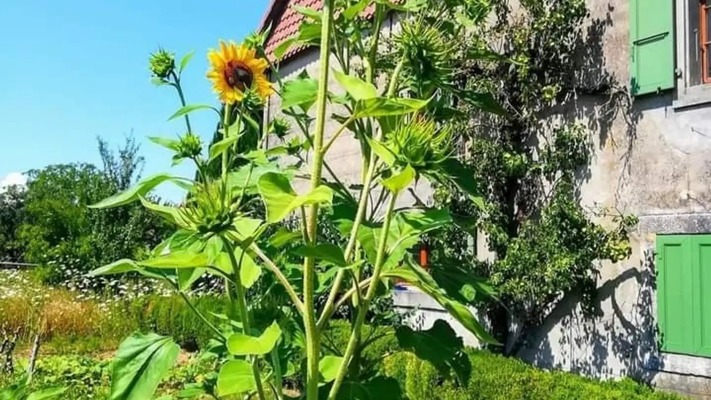 Single house for rent - 1682 Lovatens