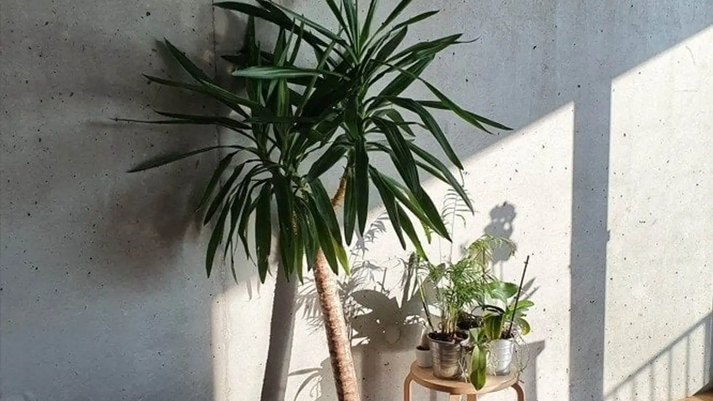 Zimmer mieten - 1202 Genève - Foto 3