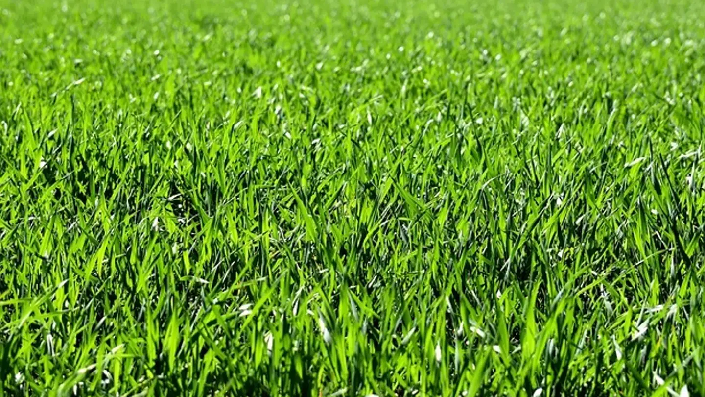 Terrain constructible à vendre - 6595 Riazzino