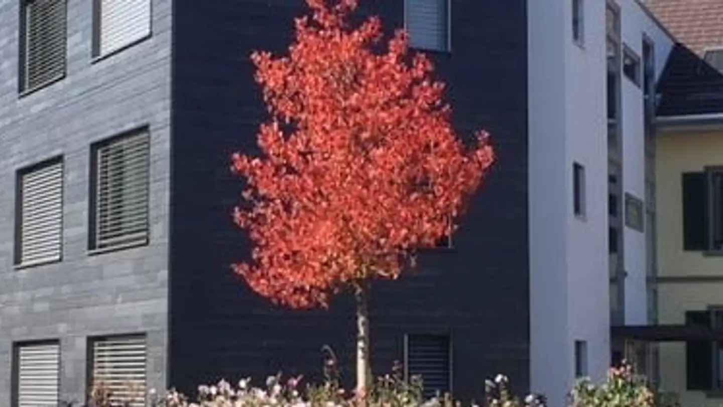 Appartamento in affitto - Stationsstrasse 24, 8492 Wila